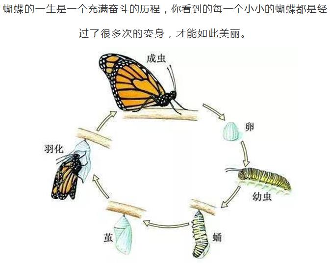蝴蝶的一生 顺序图片